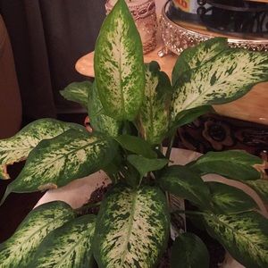 Meet your Posher, Yajaira